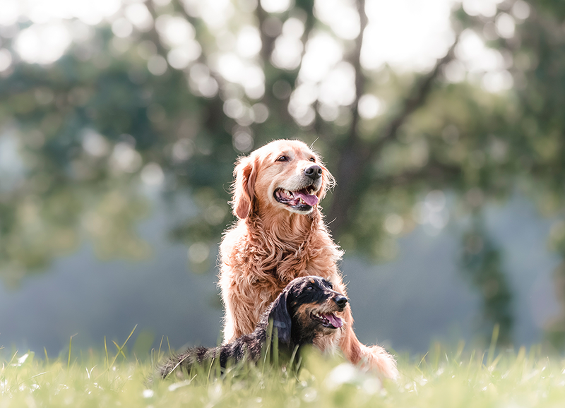 Hunde Fotoshooting Feuchtwangen Fotograf Schnelldorf