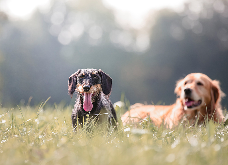 Hunde Fotoshooting Feuchtwangen Fotograf Schnelldorf