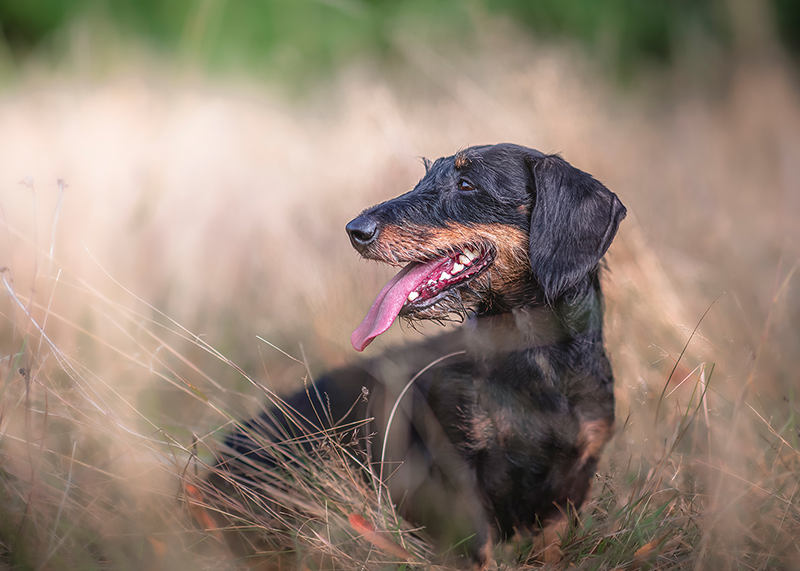 Hunde Fotoshooting Feuchtwangen Fotograf Schnelldorf