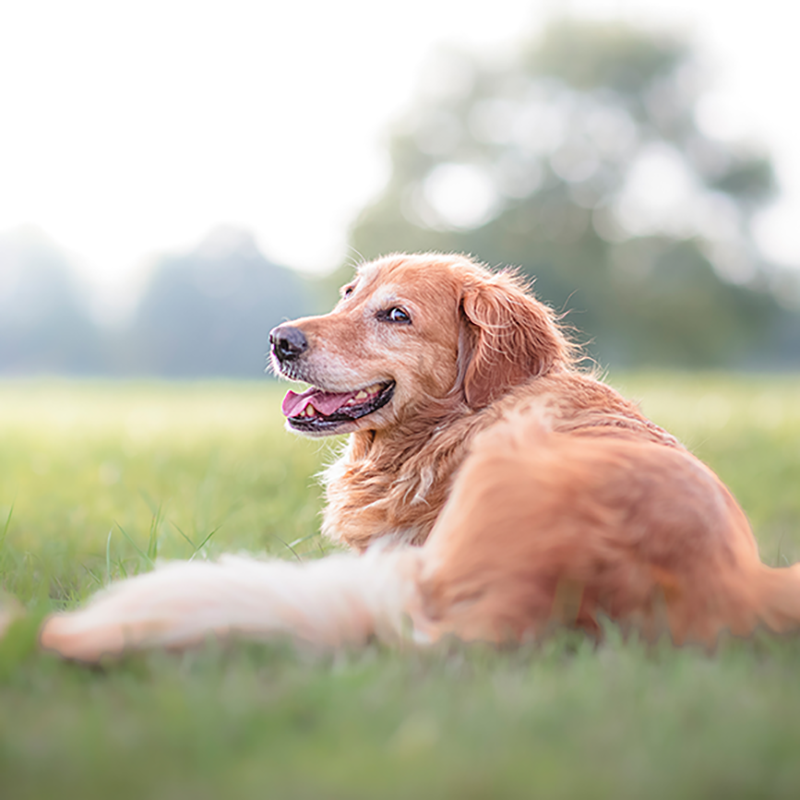 Golden Retriever Hund liegt im Gras